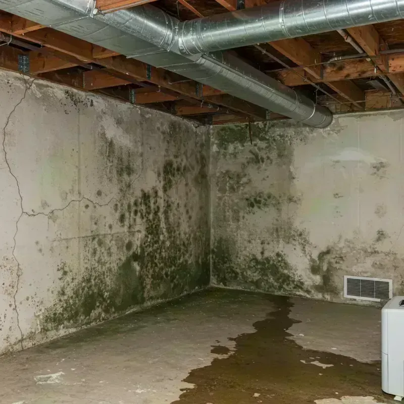 Professional Mold Removal in Versailles, MO